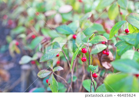 紅紅桑果（十） 46485624