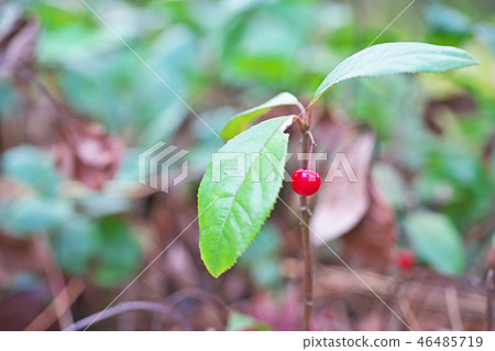 Fruit of reddish red mulberry (ten) 46485719