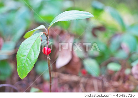 Fruit of reddish red mulberry (ten) 46485720