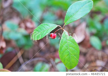 Fruit of reddish red mulberry (ten) 46485721