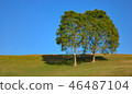 Two trees on sward and Sky Blue background 46487104