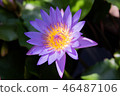 Purple lotus Flower Closeup 46487106