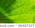 Light background green Leaves abstract wallpaper 46487107