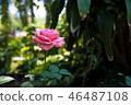 Beautiful pink roses on the tree. 46487108