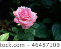 Beautiful pink roses on the tree. 46487109