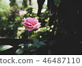 Beautiful pink roses on the tree. 46487110