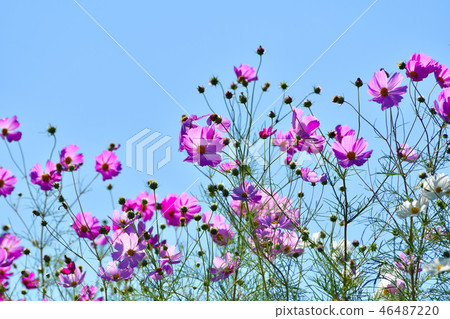 宇宙（新潟縣） 46487220