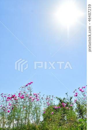 宇宙（新潟縣） 46487239