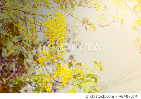 Golden Shower Tree, Cassia fistula Golden Shower Tree, Cassia fistula 46487374