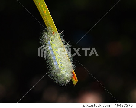 hairy worm creeping slowly on tropical palm leaf hairy worm creeping slowly on tropical palm leaf 46487576