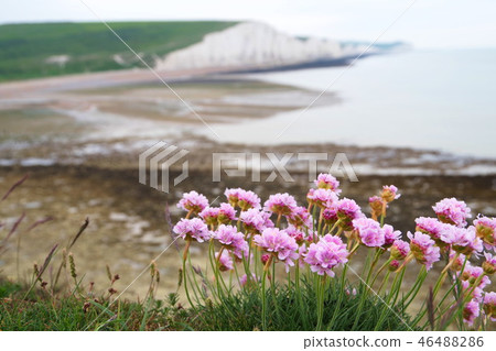 England Seven Sisters and Wildflowers England Seven Sisters and Wildflowers 46488286