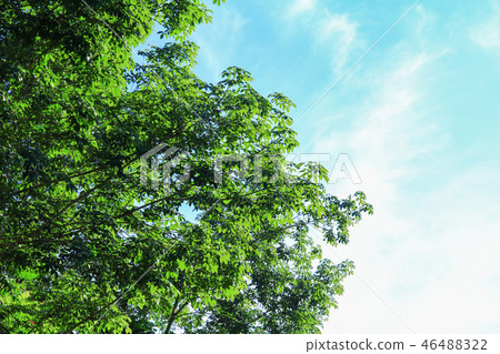 branch leaf of rubber tree beautiful in forest branch leaf of rubber tree beautiful in forest 46488322
