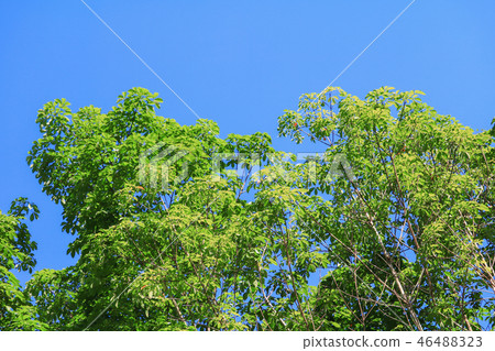 branch leaf of rubber tree beautiful in forest branch leaf of rubber tree beautiful in forest 46488323