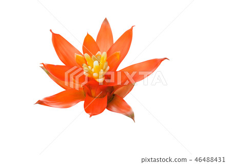 Bromeliads flower red on isolated white  46488431