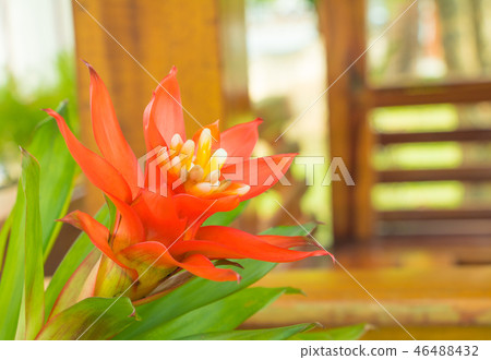 Bromeliads flower red beautiful natural in garden  46488432
