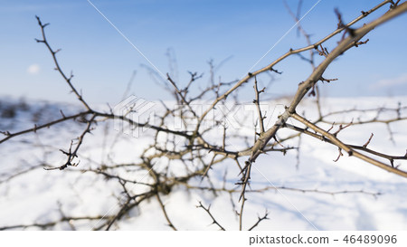 Branches of the tree with a white snow on a background in winter. Branches of the tree with a white snow on a background in winter. 46489096