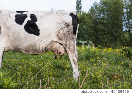 Black and white cow on a summer pasture. 46489426