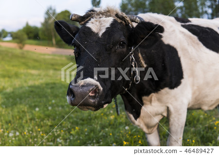 Black and white cow on a summer pasture. 46489427