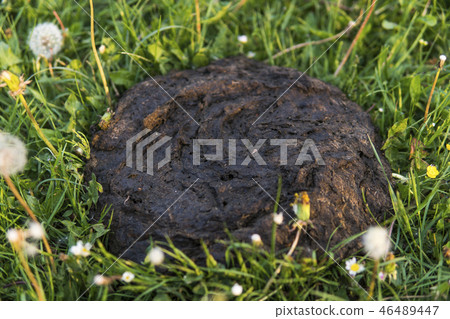 Dirty and smelly cow shit in the grass. Cow manure. 46489447