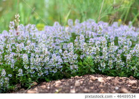 Thymus vulgaris known as Common Thyme,Garden thyme 46489534