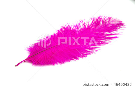 colored ostrich feathers isolated colored ostrich feathers isolated 46490423