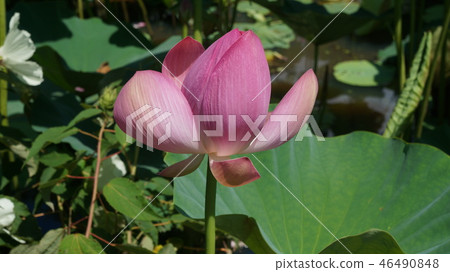 美國植物園蓮花蓮花 美國植物園蓮花蓮花 46490848
