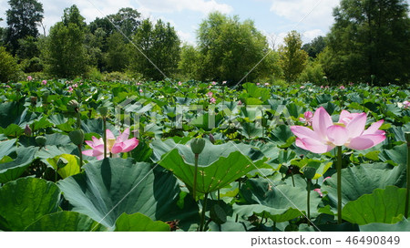 美國植物園蓮花蓮花 46490849