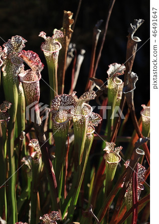 Carnivorous plant (Salasenia reikotira) 46491647