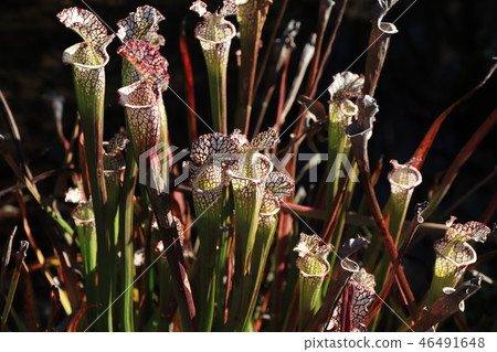 食蟲植物（Salasenia reikotira） 46491648