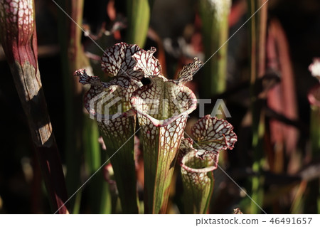 Carnivorous plant (Salasenia reikotira) 46491657