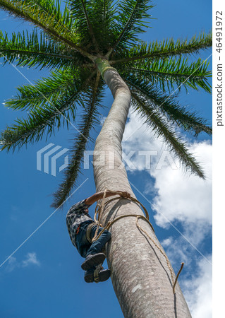 Adult male climbs coconut tree to get coco nuts Adult male climbs coconut tree to get coco nuts 46491972