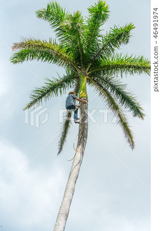 Adult male climbs coconut tree to get coco nuts Adult male climbs coconut tree to get coco nuts 46491974