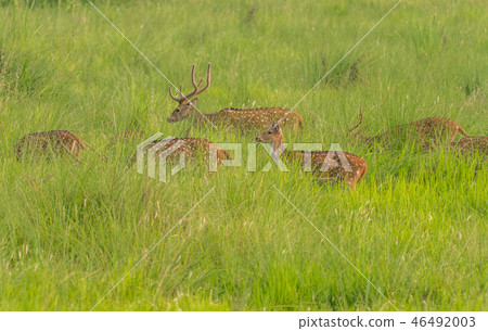 Sika or spotted deers herd in the elephant grass 46492003