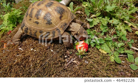 Tortoise eating strawberries in spring Izu garden Tortoise eating strawberries in spring Izu garden 46492226