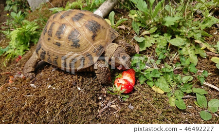 Tortoise eating strawberries in spring Izu garden Tortoise eating strawberries in spring Izu garden 46492227