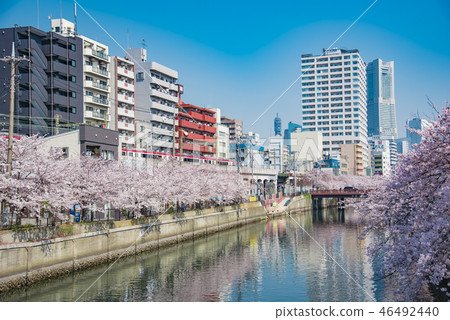 [Ookagawa Somei Yoshino] 46492440