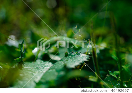 在雜草森林裡 46492697