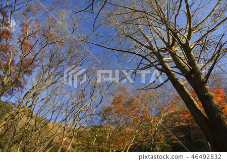 Kamakura Momijidani, 2018 Lion Dance Valley 46492832