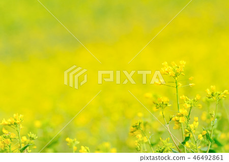 Rapeseed field 46492861