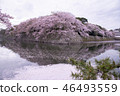 Hikone Castle Cherry Blossom 46493559