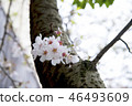 Mountain branch, hydrophobic cherry blossom 46493609