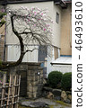 Mountain branch, hydrophobic cherry blossom 46493610