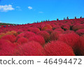 Fall of Hitachi Beach Park 46494472
