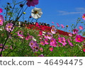 Fall of Hitachi Beach Park 46494475