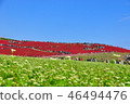 Fall of Hitachi Beach Park 46494476