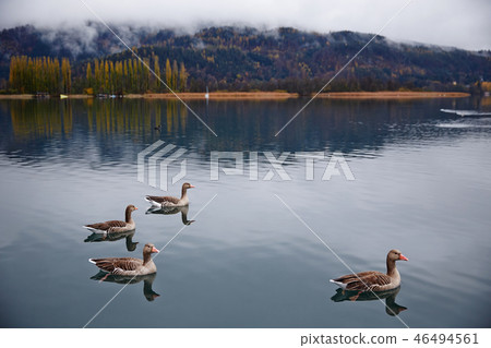 Salzkammergut, Austria 46494561
