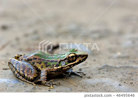 Svenhoe's Red Frog Swinhoe's frog (Odorrana swinhoana 46495646