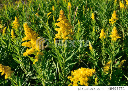 Brightly bright yellowtail 46495751