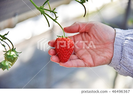 草莓採摘 46496367