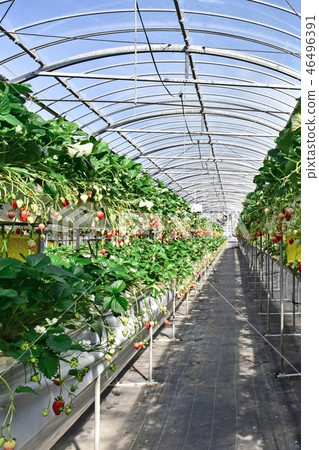 Strawberry House 46496391